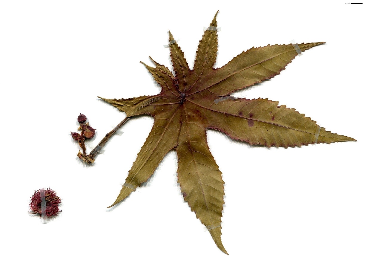 Ricinus communis (Euphorbiaceae)